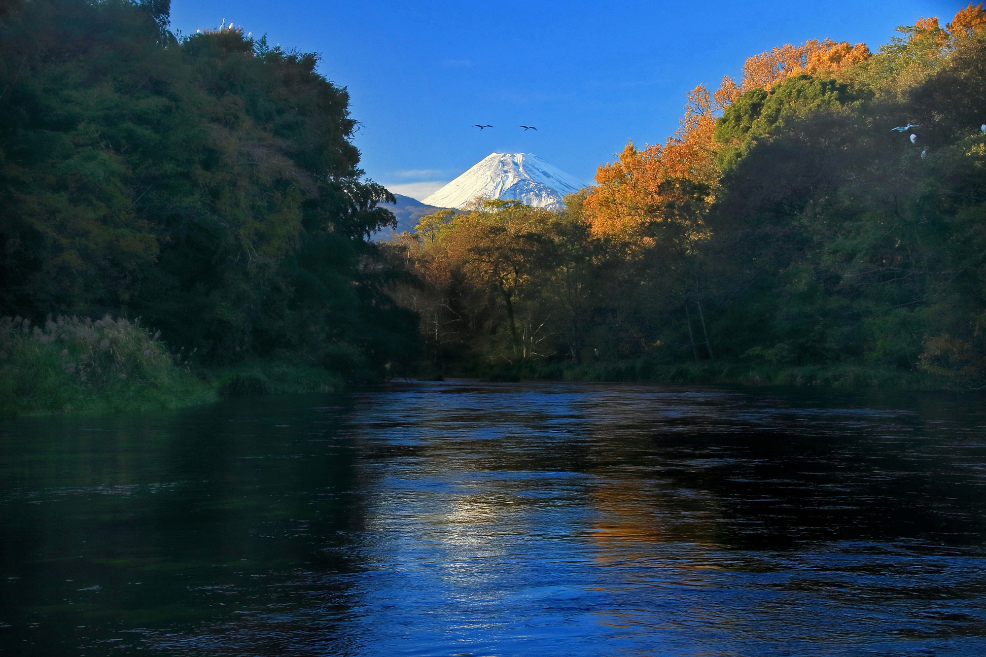 駿東郡清水町柿田川と富士山・清水町議会議員　松下なおみ